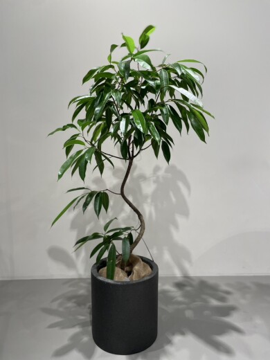 初心者さんにもおすすめ🌿植物入荷しました【BoConcept】
