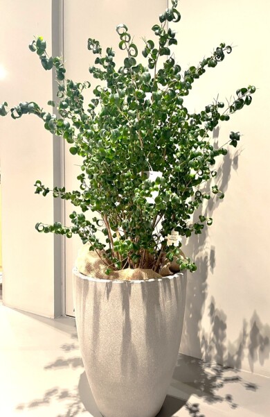 【おすすめの観葉植物】緑がもたらす小さな癒し
