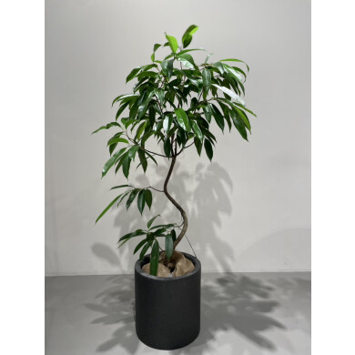 初心者さんにもおすすめ🌿植物入荷しました【BoConcept】