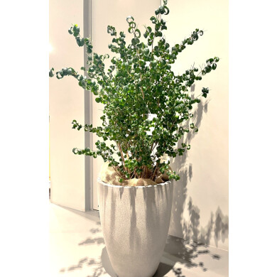 【おすすめの観葉植物】緑がもたらす小さな癒し