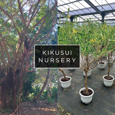 【期間限定】特別展示 菊水ナーセリー POP UP